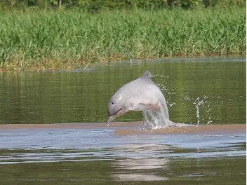 Tucuxi Flussdelfin springt.png