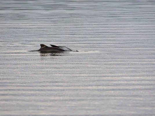 Tucuxi-Flussdelfin.png