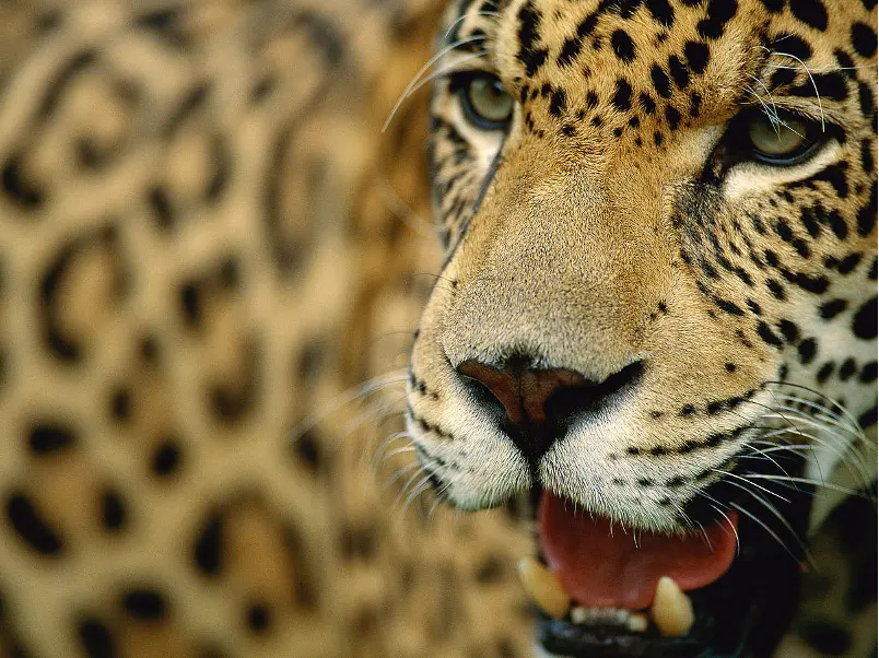 Jaguar.png