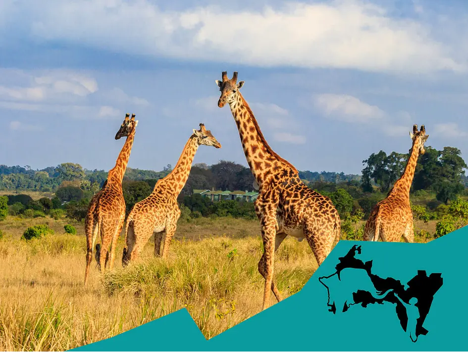 Giraffen.png
