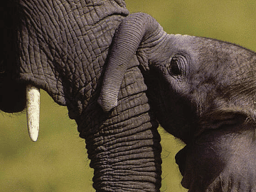 Keiner Elefant.png