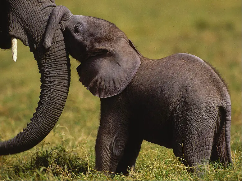 Keiner Elefant.png