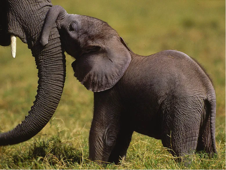 Keiner Elefant.png
