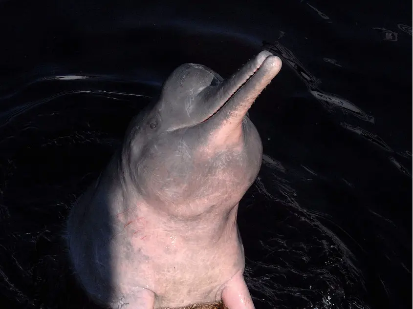 Flussdelfin.png