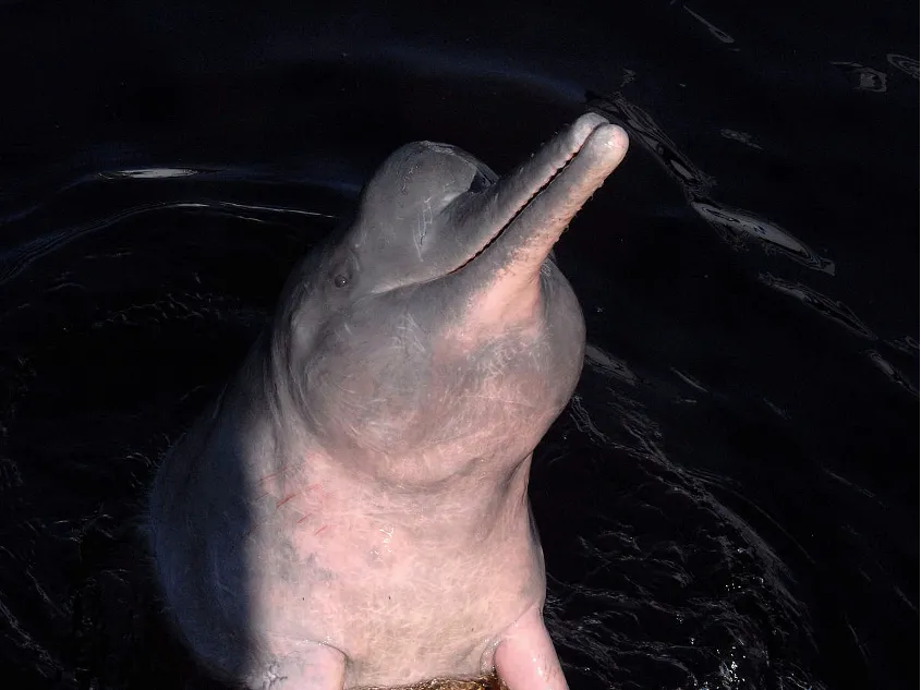 Flussdelfin.png
